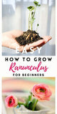 Ranunculus Garden - SO EASY TO GROW! Flower Delivery
