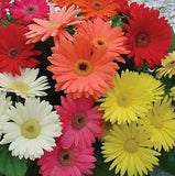 Gerbera Daisy Indoor House Plant or Flower Mix for Outdoor Containers, Pots, Pla