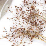 12PCS Real Pressed Dry grass with stem, floral supply leaves for art craft FSS65