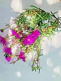 $10.00? for 10 cuttings of magenta Delosperma Cooperi's Ice Plant. daisy, hardy
