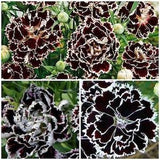 Black and White Carnation Seeds - Minstrel Dianthus / Chianti Dianthus Chinensis Heddewigii / China Pink Flower Seeds - New
