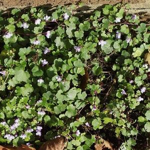 100+ Kenilworth Ivy Flower Seeds-Cymbalaria Muralis-B245-Ivy-Leaved Toadflax- Coliseum Ivy- Self sowing high spreading Perennial!