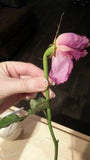 How to Dry Roses Perfectly Flower Delivery