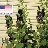 Alcea rosea nigra - Black Hollyhock - 50 seeds