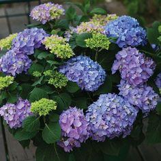 Proven Winners? Color Choice? Let's Dance? Rhythmic Blue? Hydrangea - 3 Gallon Pot Flower Delivery