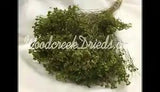 NATURAL AIR DRIED DYED BASIL GREEN BROOM BLOOM - FLORAL FOLIAGE FILLER