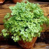 Chervil SEEDS Medicinal Herb French parsley, Harvest Microgreens thru Flowering, Dizzy Bees Urban Garden