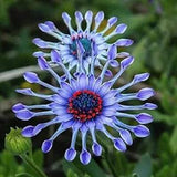 25 Seeds Blue Daisy Flowers Daisies Easy Grow Planting Garden
