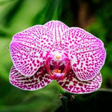 Hawaiian Phalaenopsis Orchid
