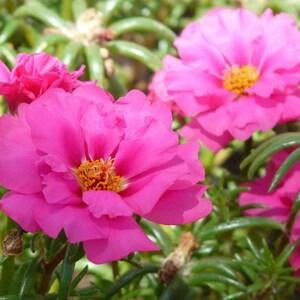 30 +seeds Moss Rose Portulaca Grandiflora - Fuchsia