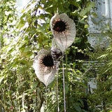 Pelican Flower 5 Seeds