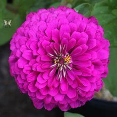 Tudor Zinnia Seeds - Annual Flower Seeds Flower Delivery