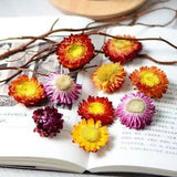 Dried Flower Heads Chrysanthemum Daisy DIY Wedding Party Home Floral Decor Craft