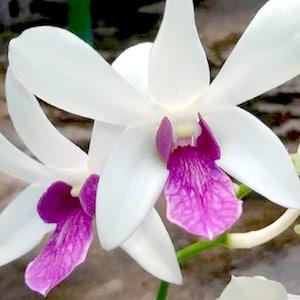 Dendrobium Orchid seedling Plug Woo leng Blue Lip  live plant