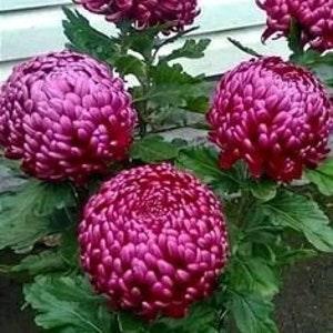 No 78 Chrysanthemum purple lilac 5 Seeds Seeds Chrysanthemum Seeds Zaden Big Bloems Plants