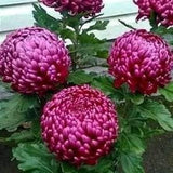 No 78 Chrysanthemum purple lilac 5 Seeds Seeds Chrysanthemum Seeds Zaden Big Bloems Plants