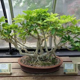Dwarf Umbrella Tree Plant 'Schefflera arboricola' Houseplant Seeds - Tropical Indoor House Plant - 10 Fresh Rare Seeds Easy to Grow