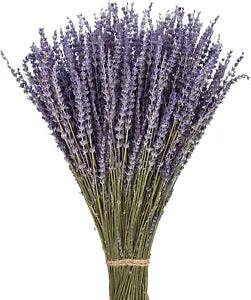 June Fox Dried Lavender Flowers 270-300 Stems 100% Natural Dried Lavender Bunche