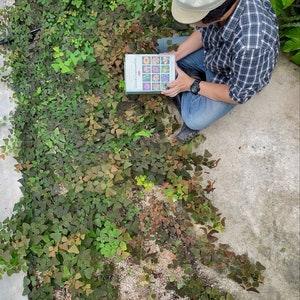Christia obcordata 'Verdant Veil' (New Hybrid 2023)? - 50 seeds/pack