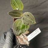 Rare Terrestrial Orchid Ludochilus 'Sea Turtle' (exact plant no.2)