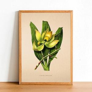 Vintage Orchid Flower Print, Antique Flower Posters, Botanical Prints, A4 A3 A2 Poster, Home Decor, Wall Art, Cycnoches Ventricosum