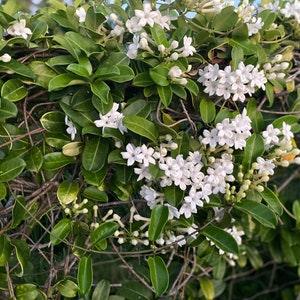 Stephanotis/Stephanotis SEEDS/Madagascar Jasmine/Maui Seeds Flowering vine/Seeds /Hawaiian Wedding flower/Houseplant Seeds/Lei Flower