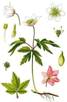 An¡§?mone sylvie ?? Wikip¡§?dia Flower Delivery