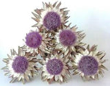 Lot of Six Real Dried Artichoke Flowers 7-8 Inches Wide on Natural Stems Lot 14