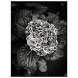 A Flower of Sorts