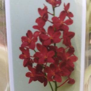 Orchid Vanda Renantanda Cherry Rose Tropical Hanging Plant