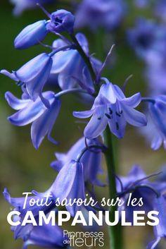 Les campanules : plantation, culture et entretien Flower Delivery