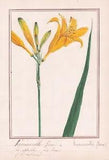 Hemerocallis Flava Day Lily Flower Plant Botany Watercolour Watercolor 1830