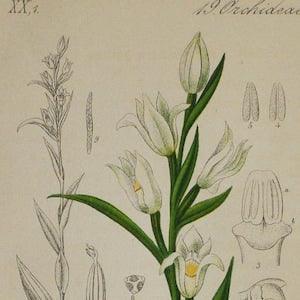 Narrow-Leaved Helleborine Orchid, Sword-Leaved Helleborine - Cephalanthera pallens longifolia - Original Antique Botanical Print 1880s,plant