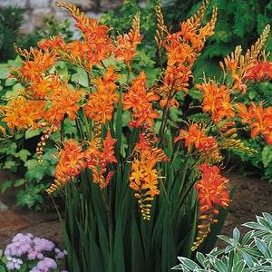 6 Orange Crocosmia Iris  Bulbs Corms Montbretia Iridaceae