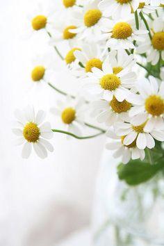 Untitled Flower Delivery