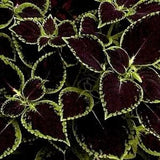 KONG SCARLET-BLACK Coleus Shade Large Leaves Colorful, 5 Rare Seeds