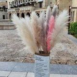 Natural Dried Flower Reed Pampas Grass Boho Home Decorations Wedding Accessories
