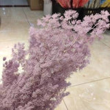 White Preserved Asparagus, Ming Asparagus Fern, Dried Flowers, Craft Supplies Floral, Home Wedding D¡§?cor, Florals for Vase, DIY Flowers