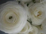 15+ Ranunculus Flower Seeds / White / Reseeding Annual / Persian Buttercup