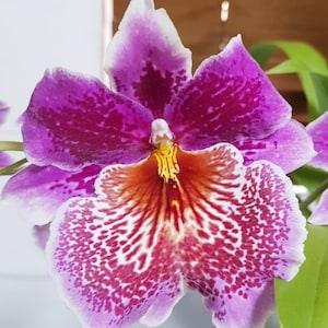Odontonia Memoria Martin Orenstein "lulu" starter plant seedling~Oncidium~pansy orchid