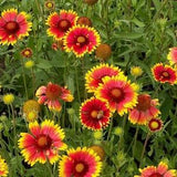 100 Gaillardia Aristata Mix Flower Seeds/Mix Blanket Flower Seeds/Blanket Flower/Indian Blanket/Firewheel/Drought Tolerant Perennial/FL516