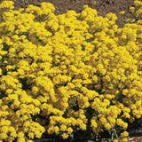 Alyssum Seeds- Basket of Gold Seeds