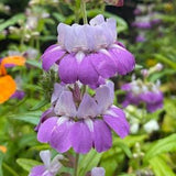 Innocence | Purple Chinese Houses | Collinsia heterophylla seeds