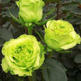 GREEN ROSE Rosa Bush Hardy Zones 3-9 Lime Double Flowers 5 Seeds