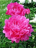 10 PRINCESS PEONY TREE PEONY SEEDS - (Paeonia suffruticosa)