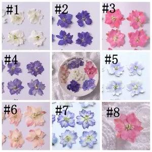 12PCS real Pressed dry Flower, 8 natural colors for art craft FSS01