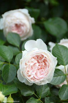 Garden Roses + Mother??s Day Flower Arrangement Flower Delivery