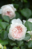 Garden Roses + Mother??s Day Flower Arrangement Flower Delivery