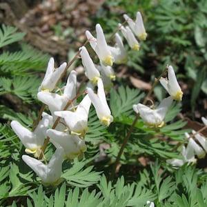 DUTCHMAN'S WHITE BLEEDING Heart Dicentra cucullaria Hardy Perennial Shade Wildflower 5 Fresh Seeds