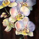 White Orchids in bloom, watercolor painting